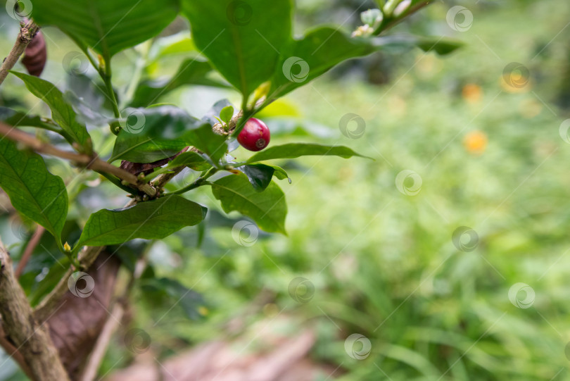 Скачать Кофейная ягода растет на кофейном дереве на плантации фотосток Ozero