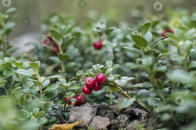 Скачать Спелая красная брусника растет в лесу фотосток Ozero