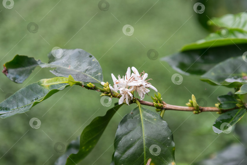 Скачать Белые цветы кофейного дерева в сезон цветения фотосток Ozero