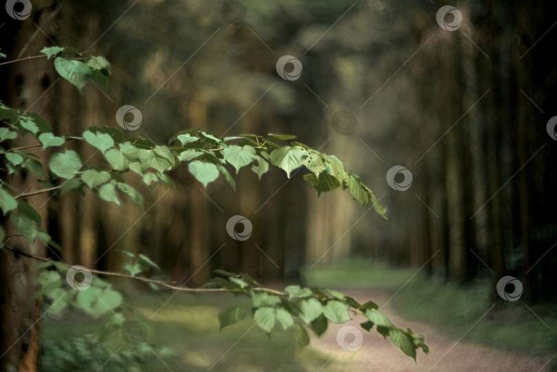 Скачать ветка дерева с зелеными листьями на размытом фоне леса фотосток Ozero