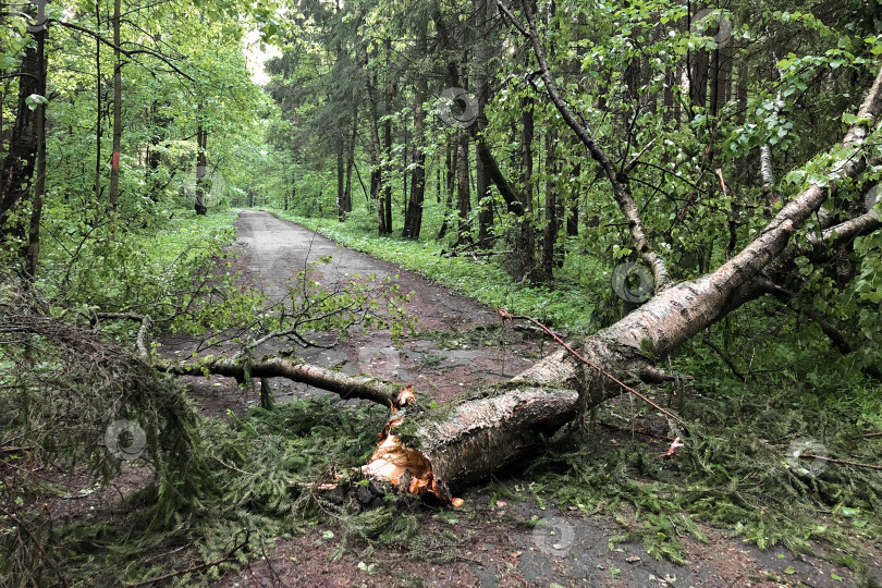 Скачать дерево, сломанное во время сильной грозы, преграждает путь на дороге в парке фотосток Ozero