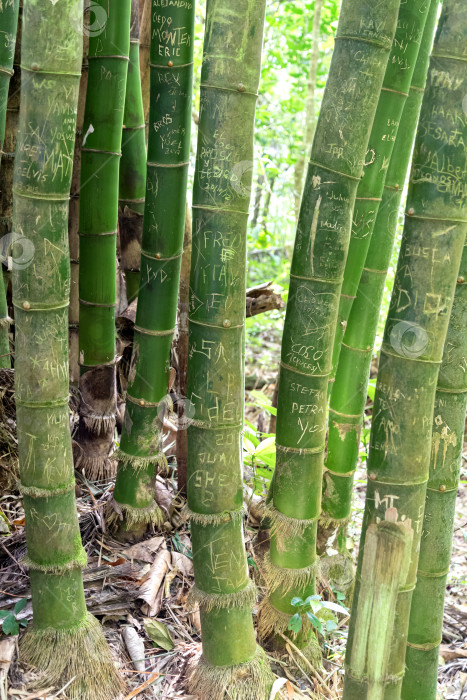 Скачать Ряды толстых бамбуковых стволов с нацарапанными надписями фотосток Ozero