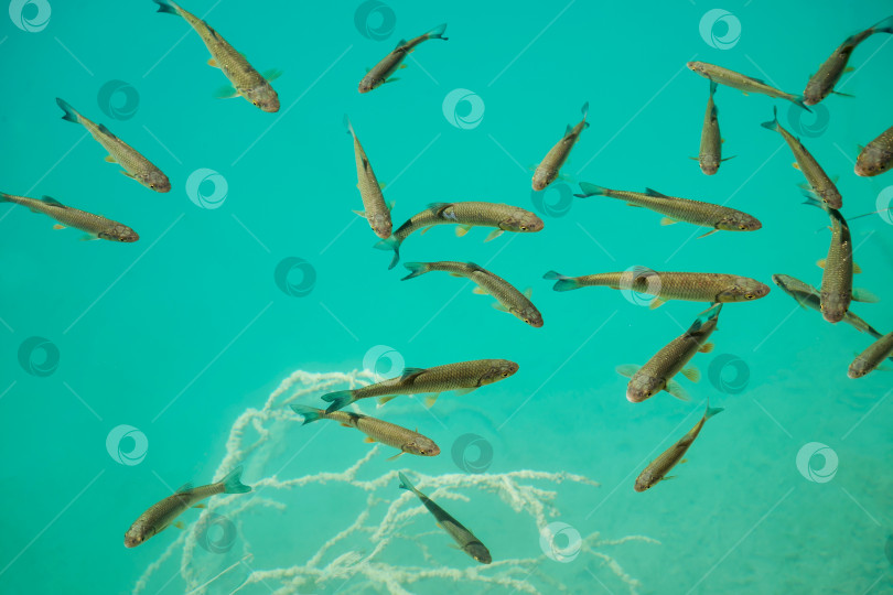 Скачать стайка мелких рыбешек плавает в воде фотосток Ozero