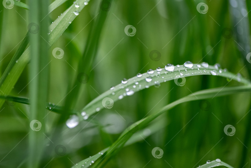 Скачать Капли водяной росы падают на зеленую траву после дождя фотосток Ozero
