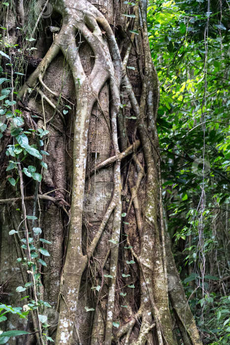 Скачать Опутанный корнями ствол большого дерева в тропическом лесу фотосток Ozero
