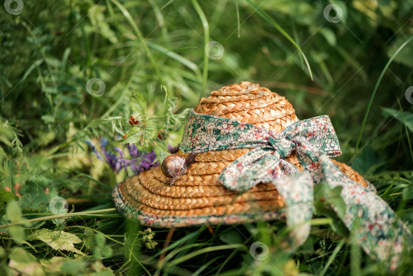 Скачать маленькая улитка сидит на соломенной шляпе, оставленной среди зеленой травы фотосток Ozero