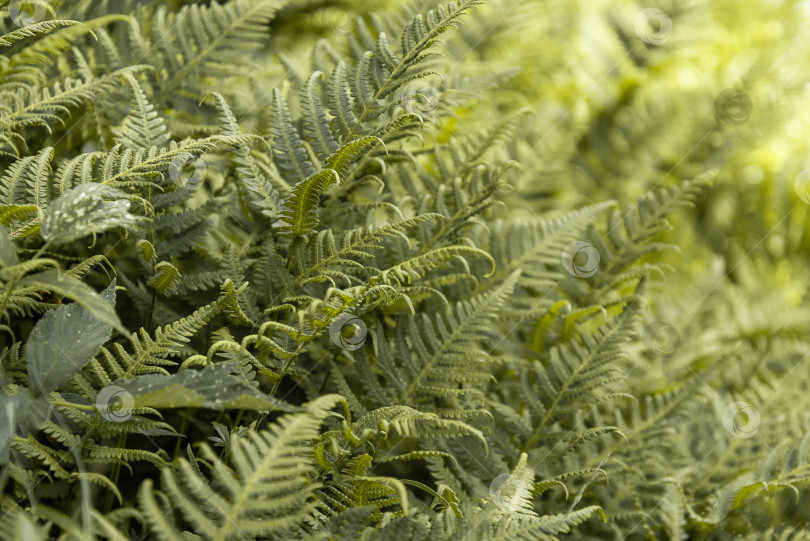 Скачать Текстура зеленых листьев папоротника в лесу фотосток Ozero