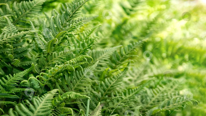 Скачать Свежие зеленые листья папоротника на естественном фоне фотосток Ozero