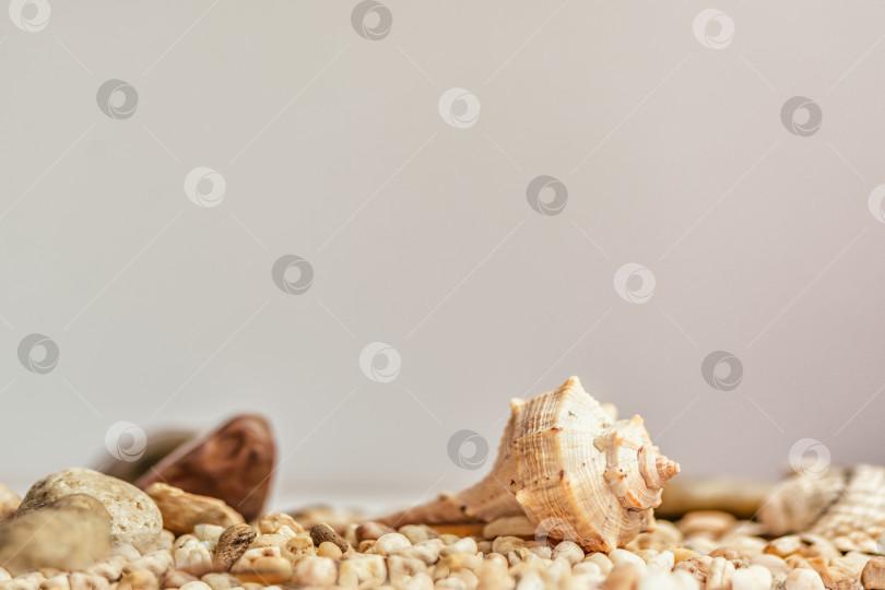 Скачать Маленькая морская ракушка на летнем естественном фоне песка фотосток Ozero