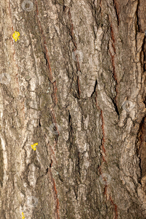 Скачать текстура слоя древесной коры, который покрыт коркой или имеет растрескавшуюся текстуру фотосток Ozero