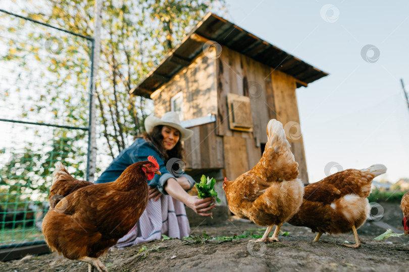 Скачать Деревенская жизнь, городская женщина кормит цыплят свежей травой фотосток Ozero