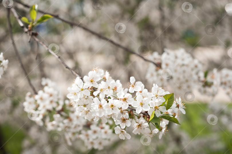 Скачать Ветка цветущей вишни в солнечный весенний день 4014 года. фотосток Ozero