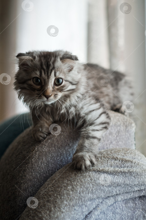 Скачать Пушистый кот на спинке дивана 4042. фотосток Ozero