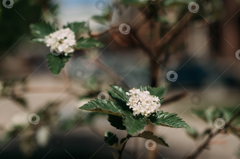 Скачать Плодовое дерево или кустарник, вид рода Арония семейства розовые 4022. фотосток Ozero