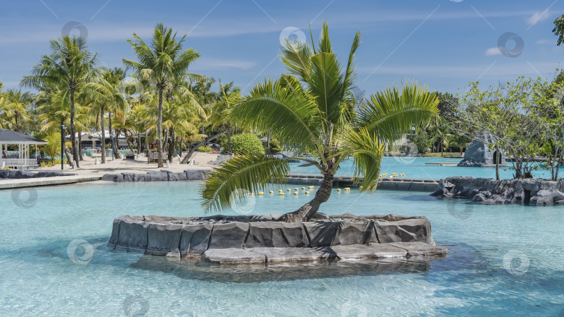 Скачать На небольшом декоративном островке в бассейне растет красивая пальма. фотосток Ozero