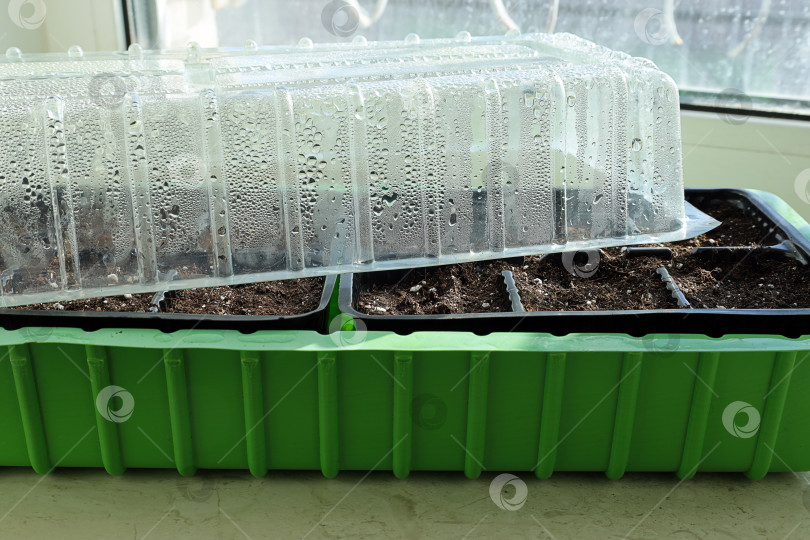 Скачать капли конденсата при проветривании емкостей с высаженными семенами фотосток Ozero