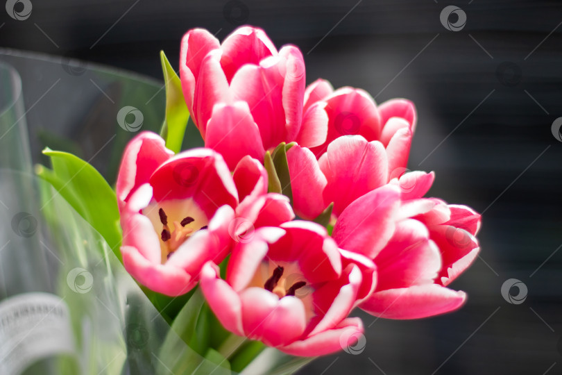 Скачать Красные тюльпаны на сером фоне крупным планом фотосток Ozero