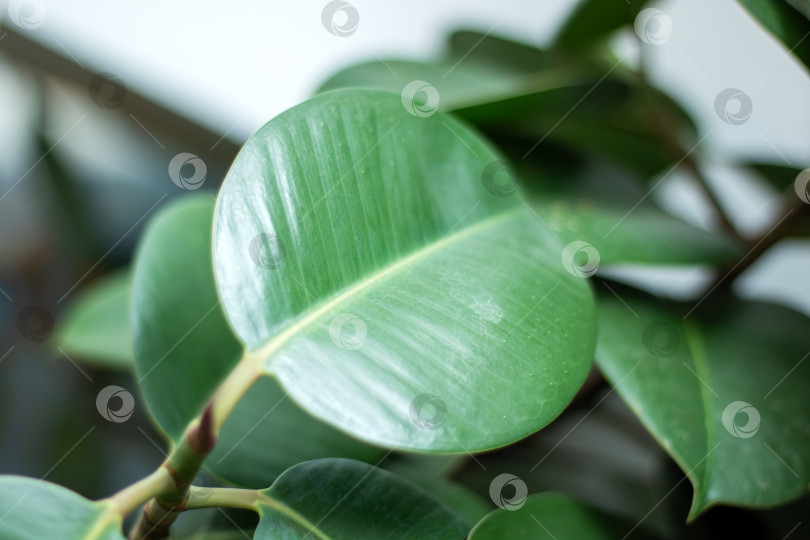 Скачать Зеленые листья пышного комнатного растения крупным планом фотосток Ozero