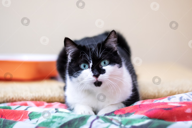 Скачать Веселый черно-белый кот, лежащий на кровати фотосток Ozero
