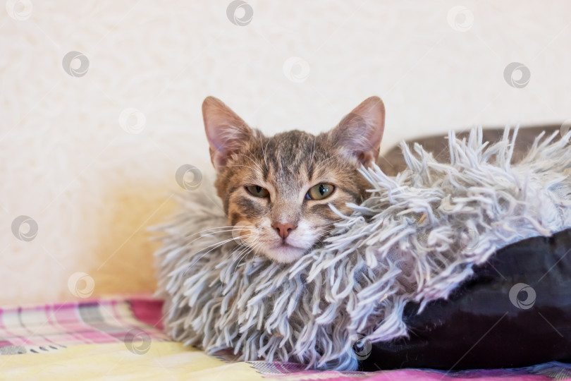 Скачать Серая кошка отдыхает на диване крупным планом фотосток Ozero
