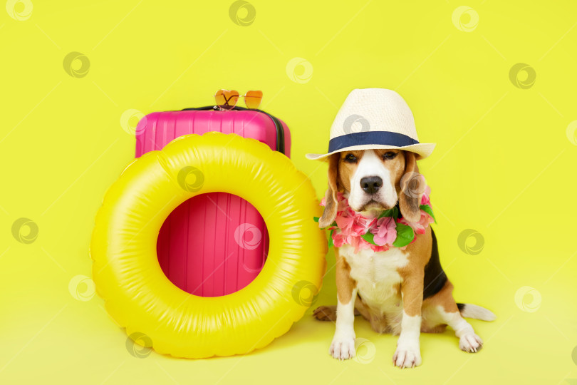 Скачать Собака породы бигль в соломенной шляпе и гавайском цветочном ожерелье рядом с чемоданом, кругом для плавания фотосток Ozero