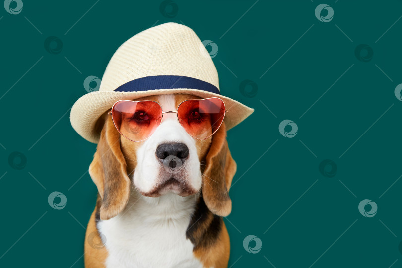 Скачать Собака породы бигль в солнцезащитных очках на зеленом изолированном фоне. фотосток Ozero