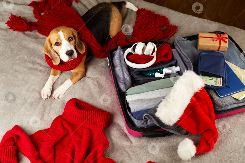 Скачать Собака породы бигль в красном шарфе лежит рядом с чемоданом с одеждой фотосток Ozero