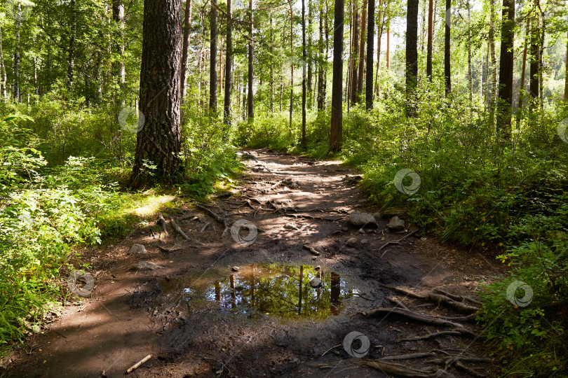 Скачать Живописный лес после дождя. Корни деревьев, выступающие над поверхностью земли. фотосток Ozero