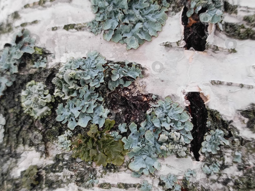 Скачать Кора дерева с синей плесенью, гриб рода Ceratocystis. фотосток Ozero