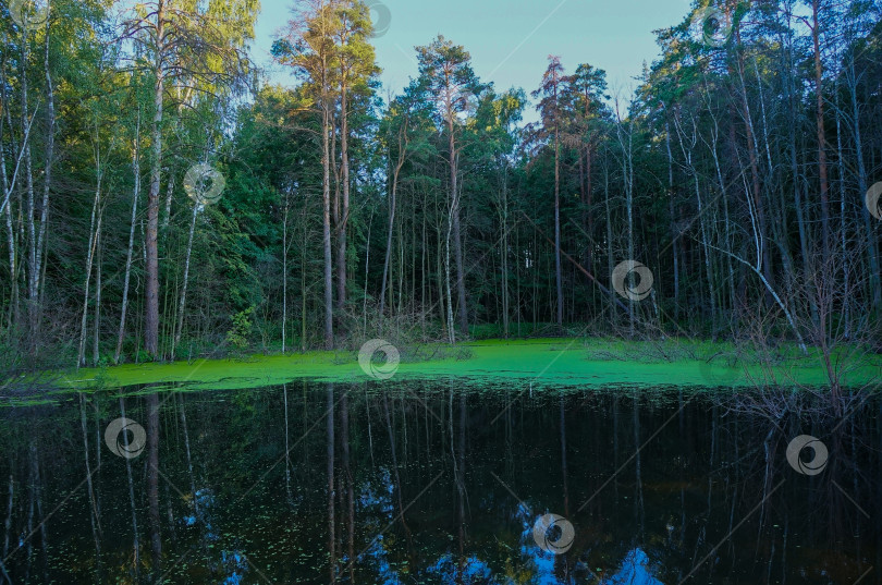 Скачать Заболоченный водоем фотосток Ozero