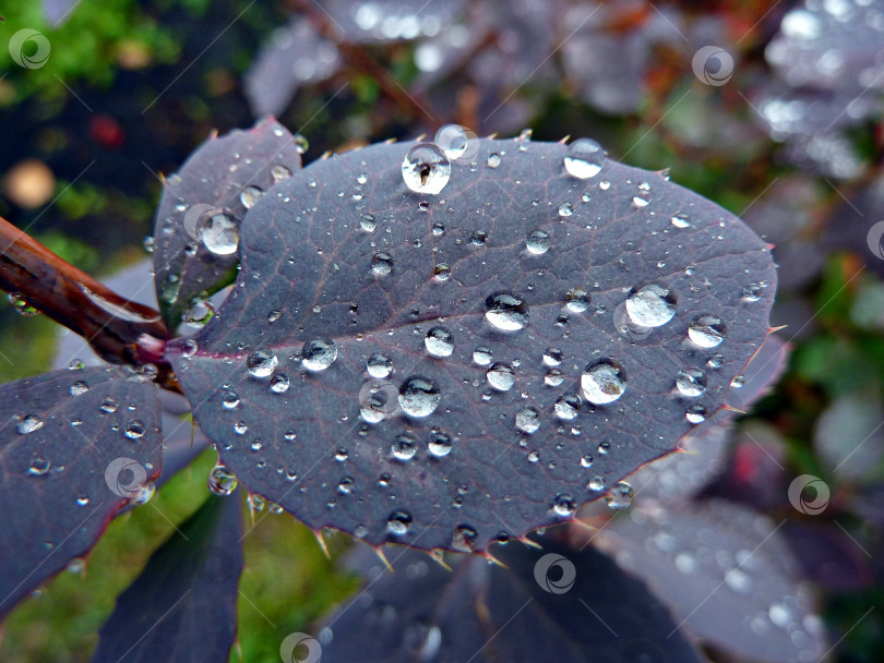 Скачать Капли воды на листе декоративного растения фотосток Ozero