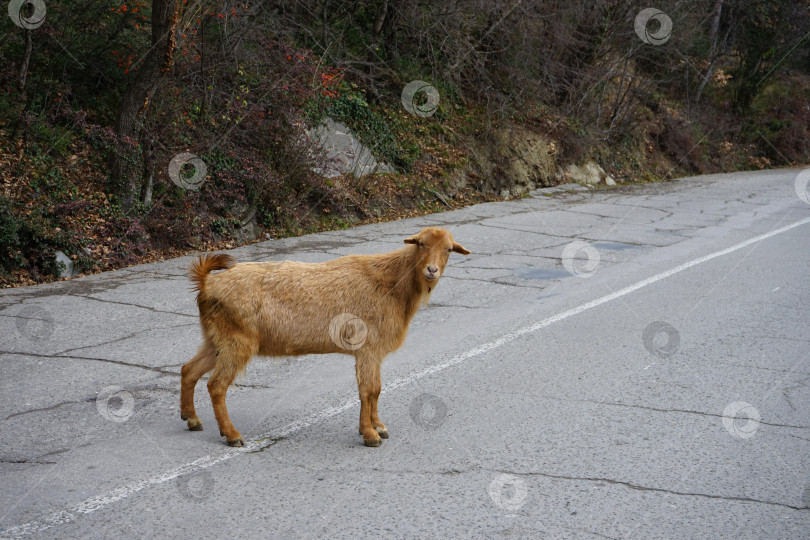 Скачать коза на дороге фотосток Ozero