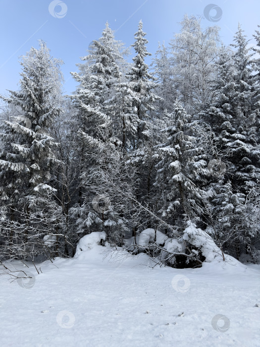 Скачать Зимний лес фотосток Ozero