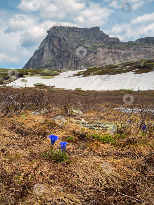 Скачать Полевые цветы на фоне гор. фотосток Ozero