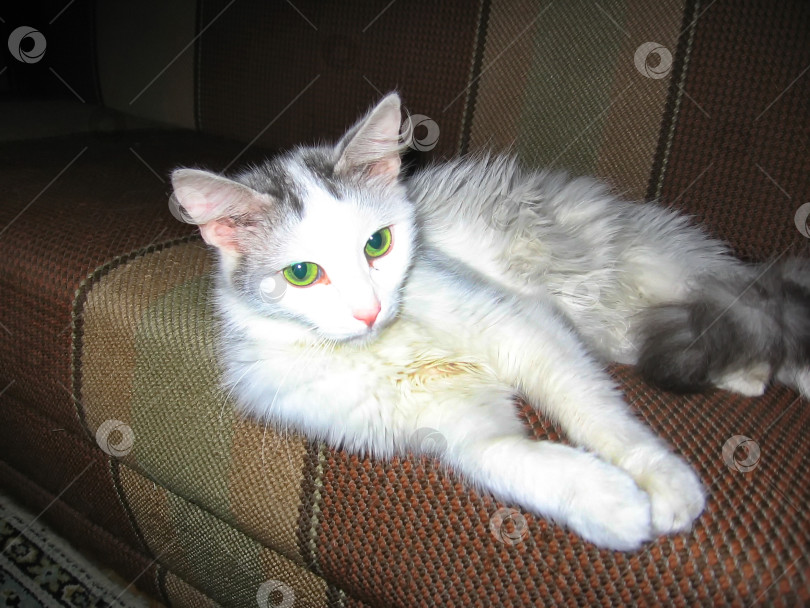 Скачать Белая кошка с зелеными глазами фотосток Ozero