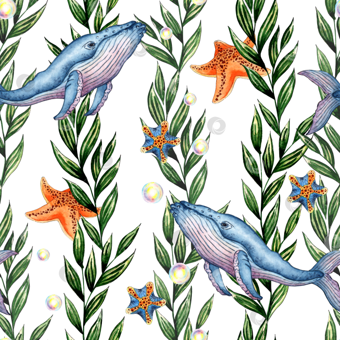 Скачать Акварельный рисунок из водорослей, китов и морских звезд фотосток Ozero