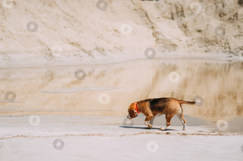Скачать Бигль прогуливается летним днем по песку 4226. фотосток Ozero