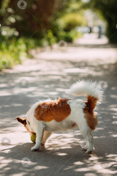 Скачать Коричнево-белая собака, стоящая на дороге 4913. фотосток Ozero