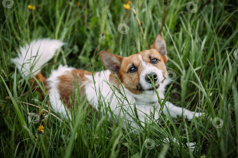 Скачать Коричневая собака, лежащая в траве на открытом воздухе 4926. фотосток Ozero