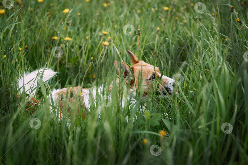 Скачать Коричневая собака, лежащая в траве на открытом воздухе 4925. фотосток Ozero