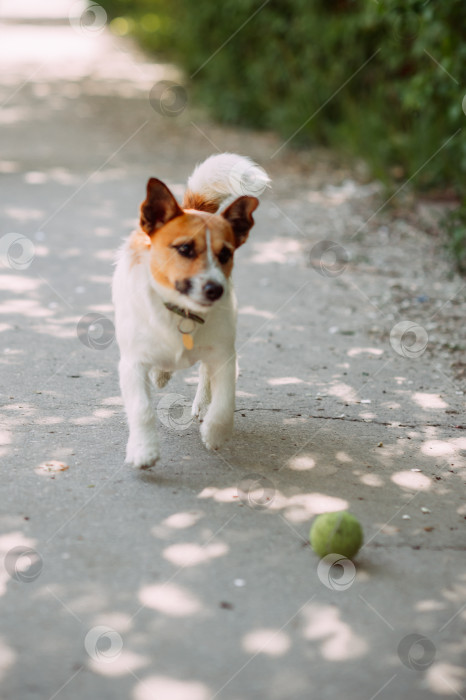 Скачать Коричневая собака, бегущая по земле с теннисным мячом во рту 4916. фотосток Ozero