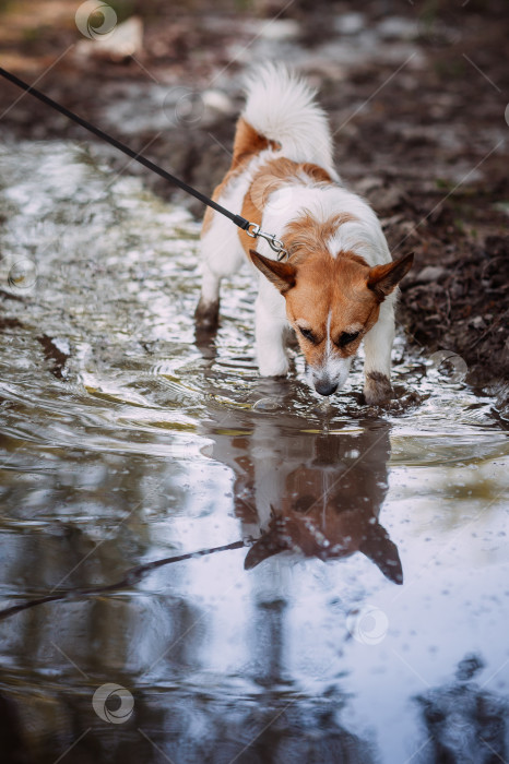 Скачать Коричневая собака, гуляющая в воде. 4931 фотосток Ozero