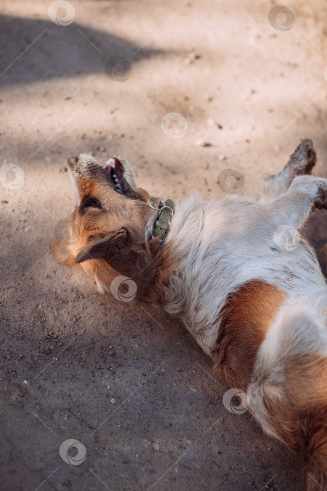 Скачать Собака, лежащая на земле на открытом воздухе 4936. фотосток Ozero