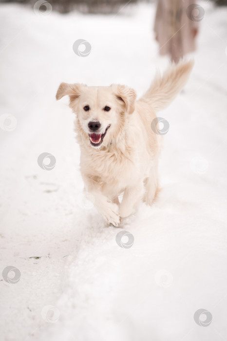 Скачать Собака, бегущая по снегу. На снимке собака запечатлена в движении на фоне белого снега 5479. фотосток Ozero