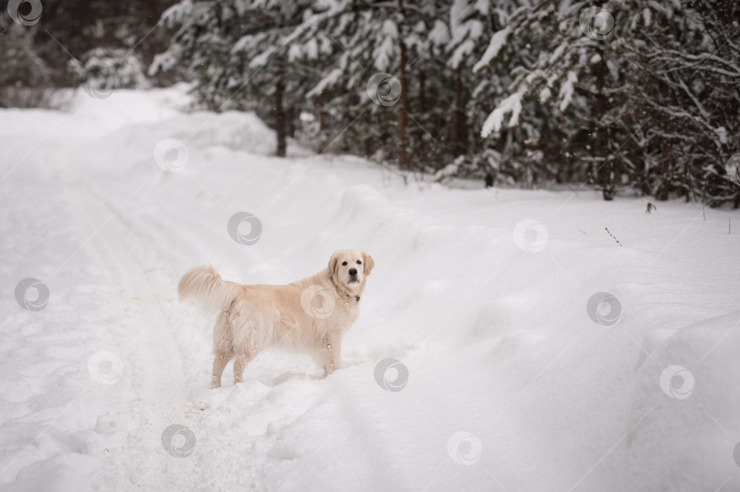 Скачать Собака, стоящая на снегу 5497. фотосток Ozero