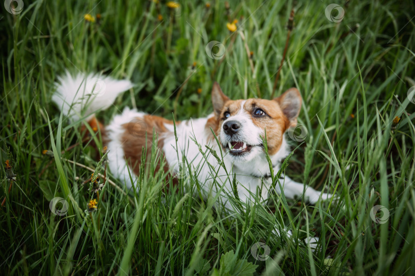 Скачать Собака, бегущая по траве на открытом поле. 4927 фотосток Ozero