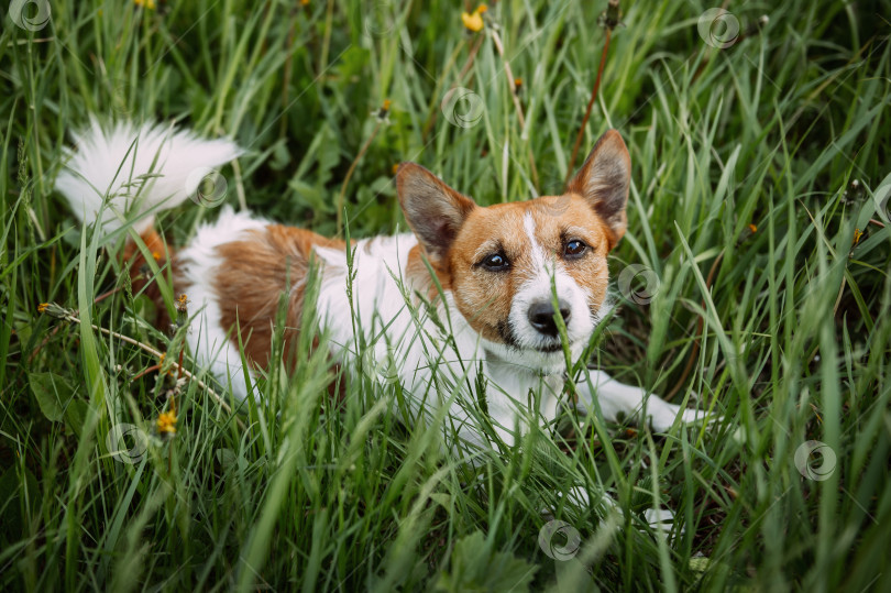 Скачать Собака, бегущая по траве на открытом поле. 4928 фотосток Ozero