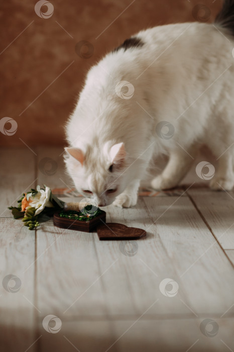 Скачать Домашняя кошка ест корм на полу 5351. фотосток Ozero