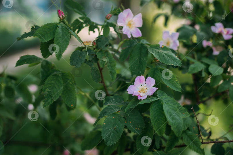 Скачать Группа розовых цветков на растении. Цветы в полном цвету и, по-видимому, относятся к разновидности розы. 4986 фотосток Ozero