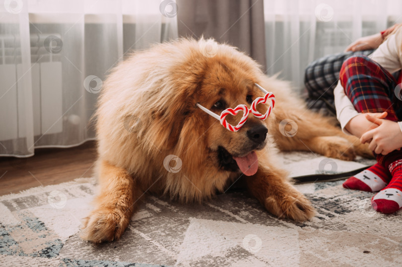 Скачать Огромная лохматая рыжая собака в розовых очках 4464. фотосток Ozero